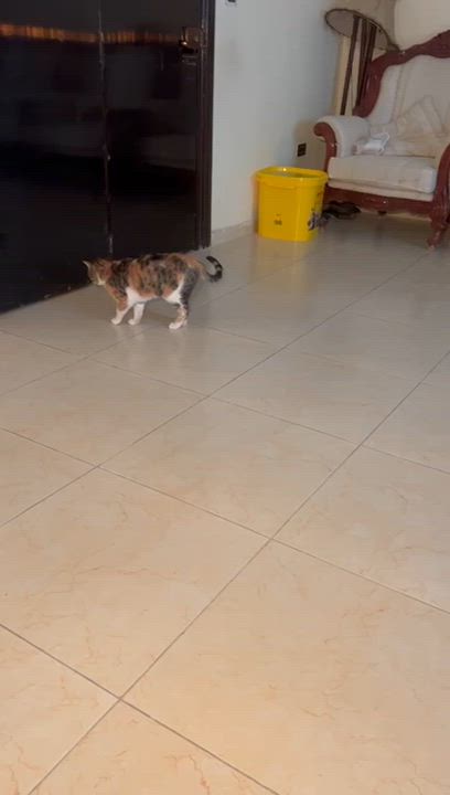 Enlarge Balila, the Calmest Sweetest Calico Girl, a Adoptable mixed breed in Somerset, NJ video 4/6