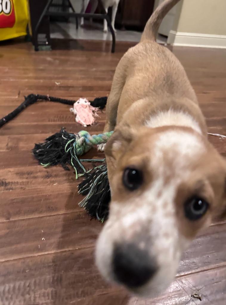 Enlarge Lily, a Adoptable mixed breed in Fayetteville, AR image 2/4