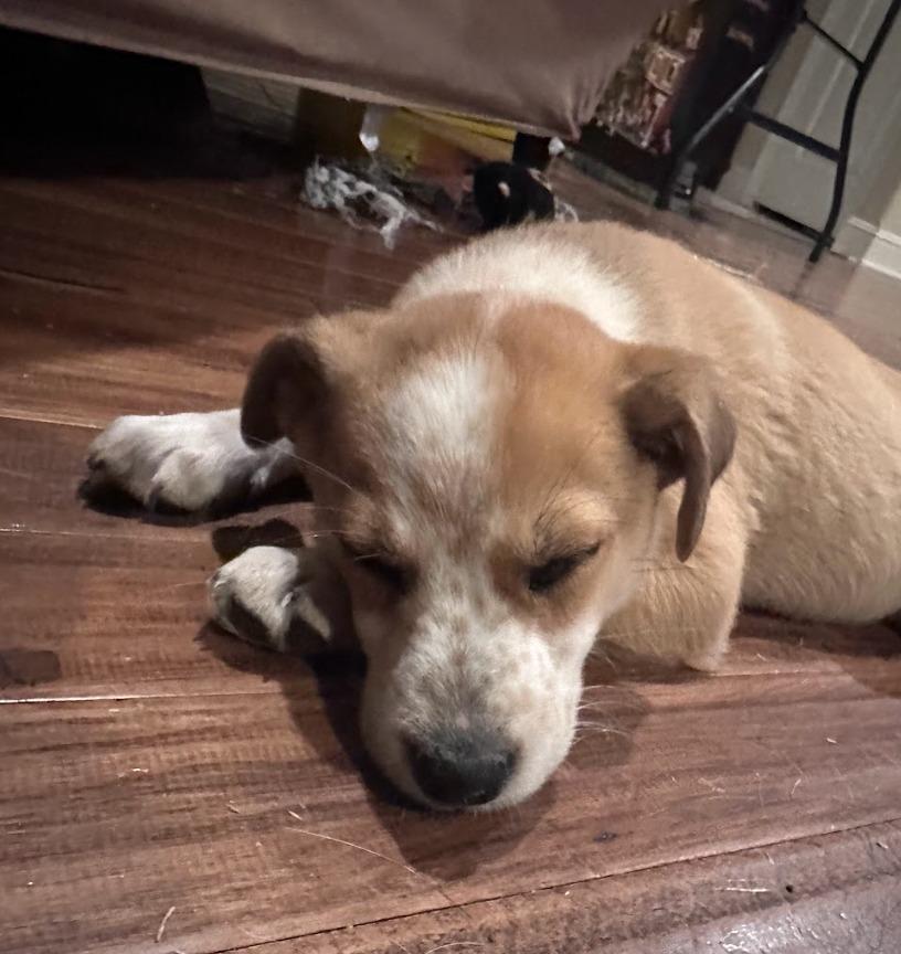 Enlarge Lily, a Adoptable mixed breed in Fayetteville, AR image 3/4