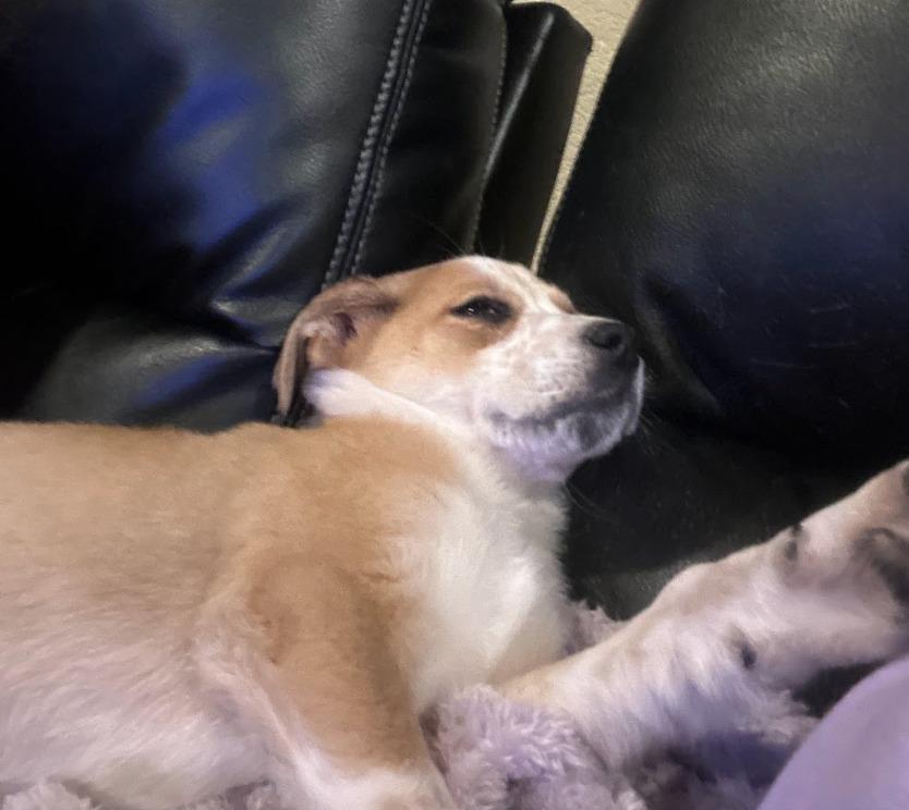 Enlarge Lily, a Adoptable mixed breed in Fayetteville, AR image 4/4