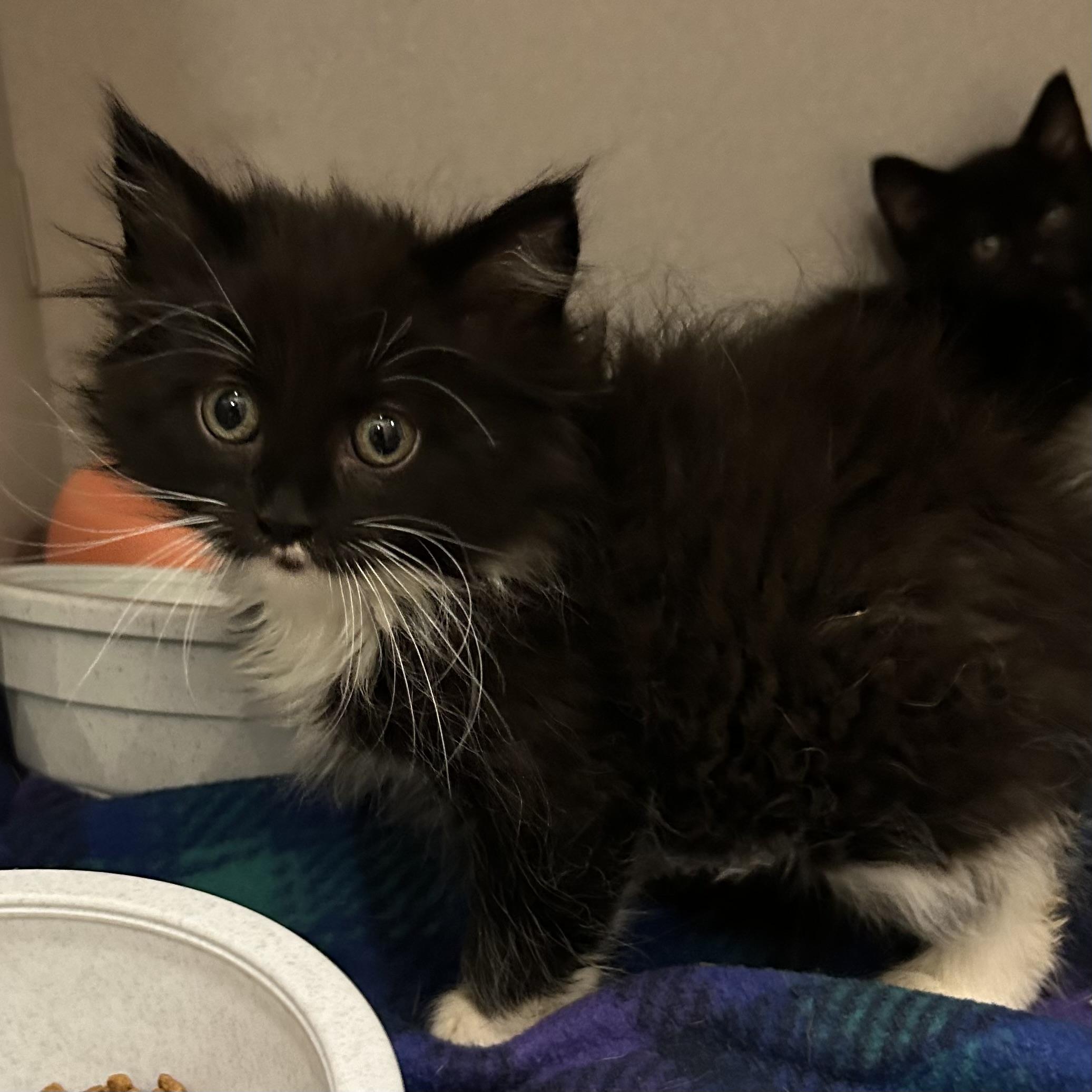 Enlarge Canadian Bacon, an adopted Domestic Long Hair in Mason City, IA image 1/1