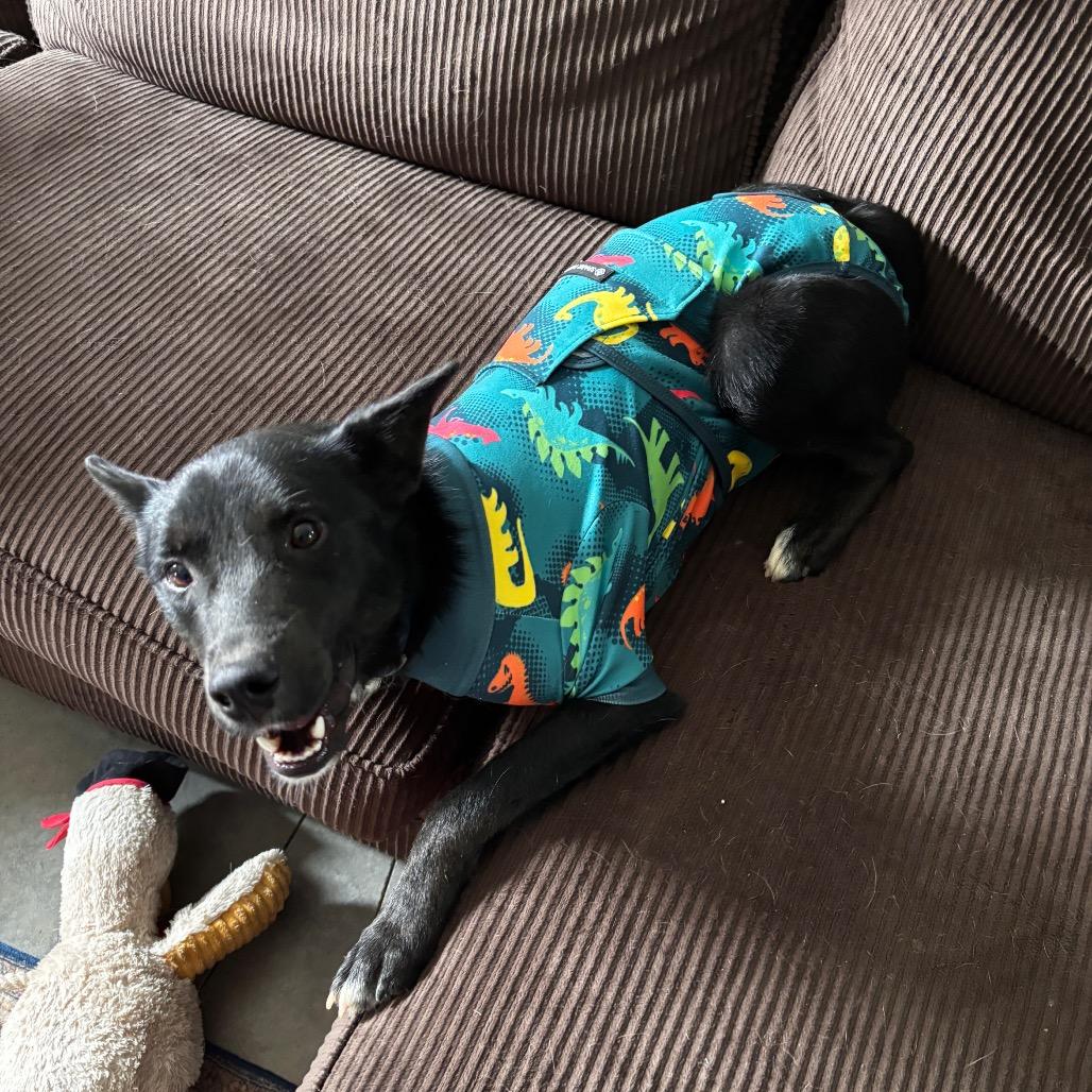 Finn, Adoptable, Young Male Cattle Dog & Mixed Breed.