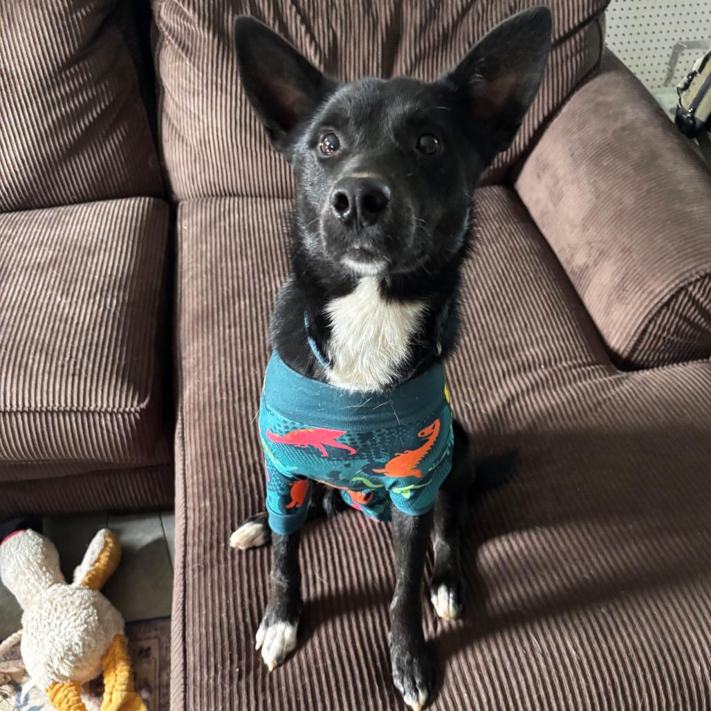 Enlarge Finn, a Adoptable mixed breed in Brainerd, MN image 2/5