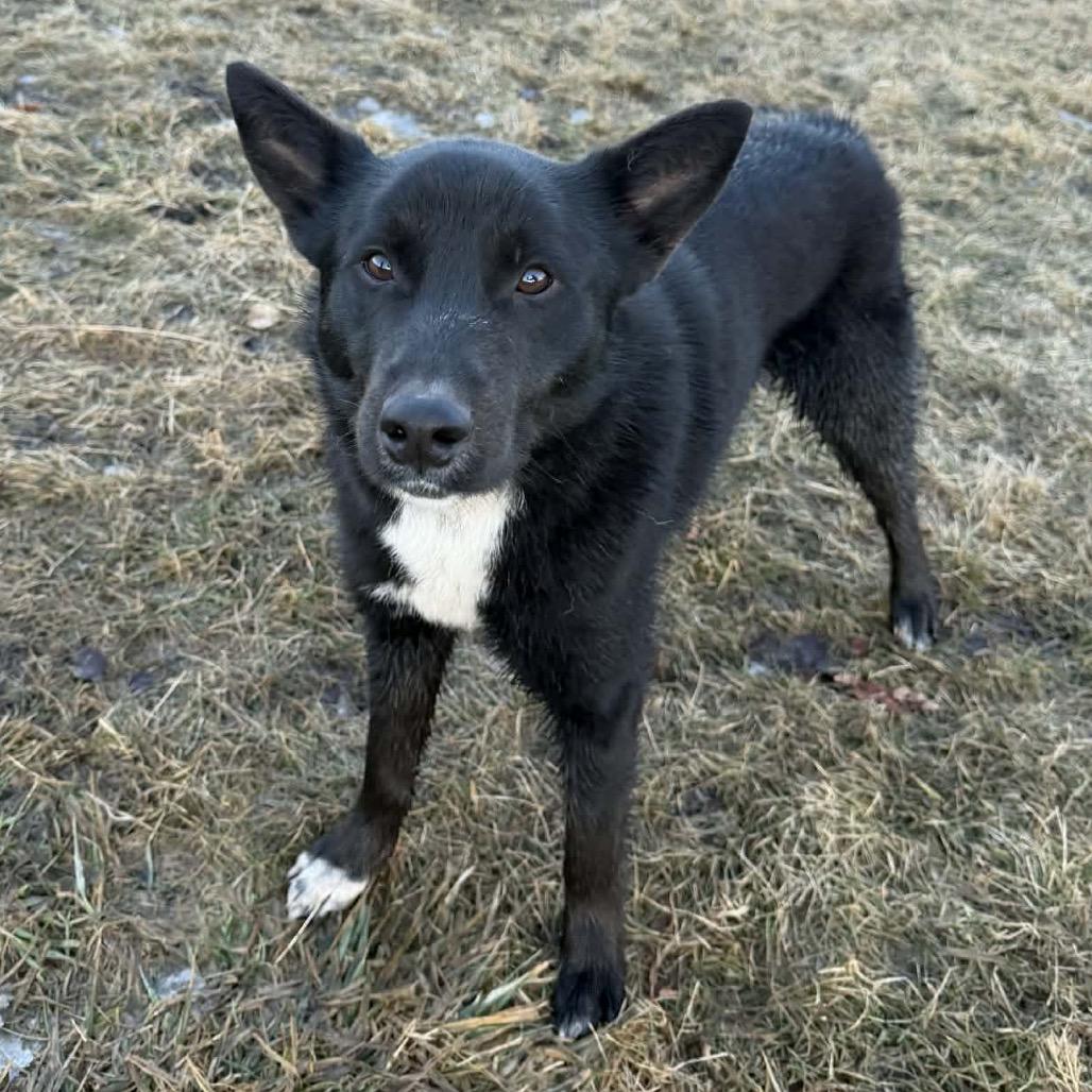 Enlarge Finn, a Adoptable mixed breed in Brainerd, MN image 3/5