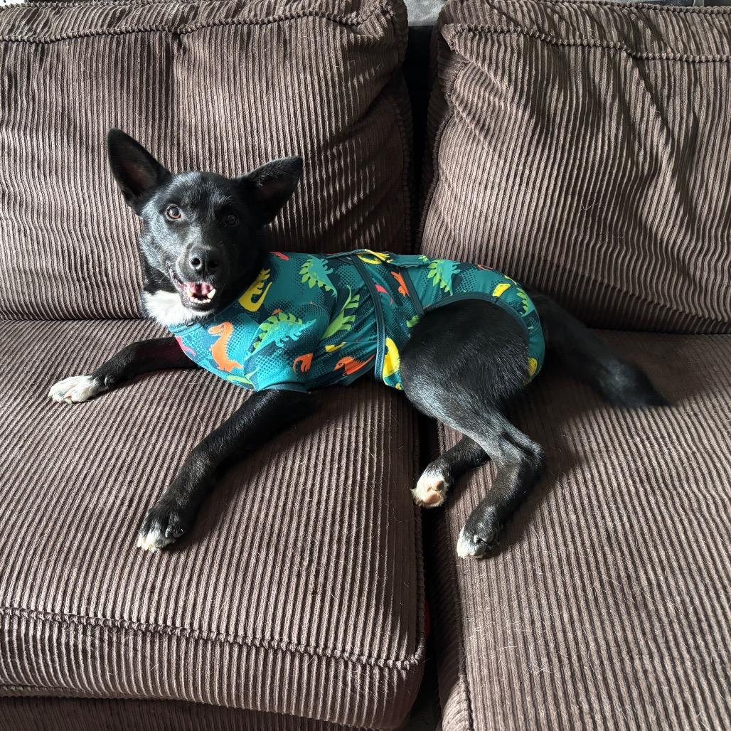 Enlarge Finn, a Adoptable mixed breed in Brainerd, MN image 4/5