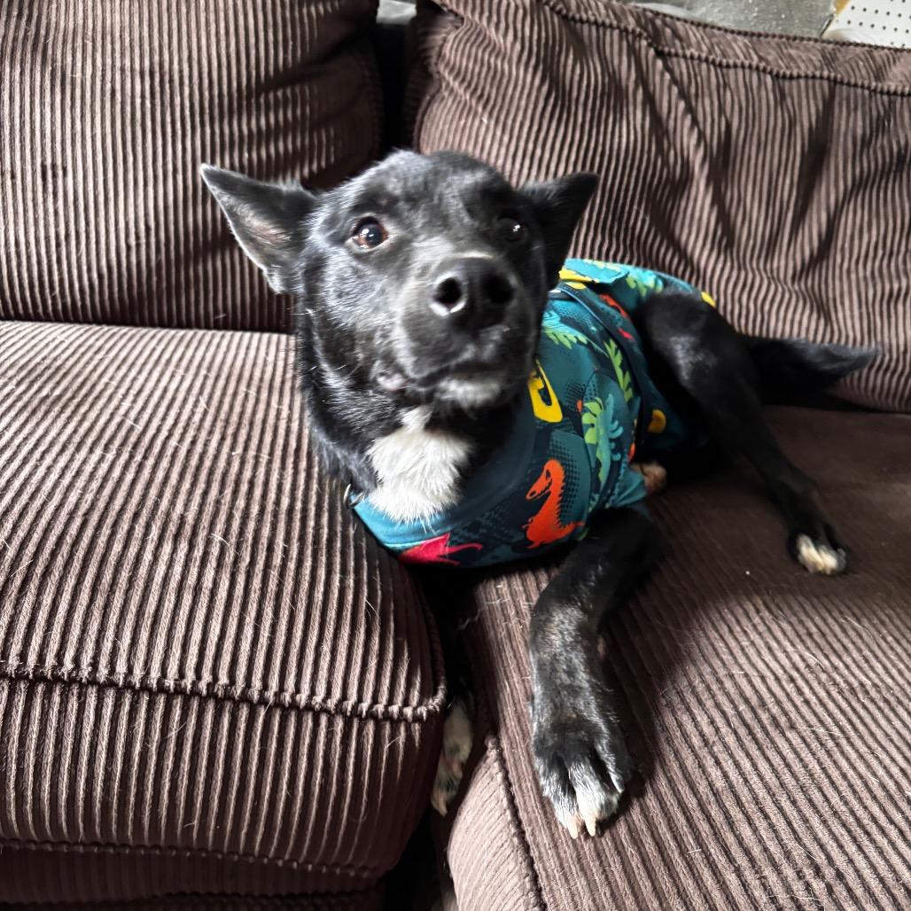 Enlarge Finn, a Adoptable mixed breed in Brainerd, MN image 5/5