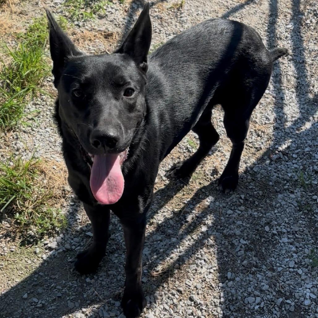 Enlarge Febe, a Adoptable Shepherd in Falmouth, KY image 1/1
