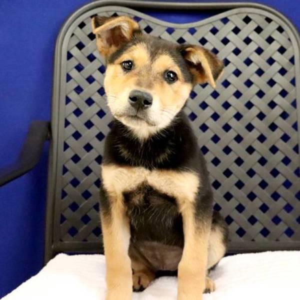 Odessa, Adoptable, Puppy Female German Shepherd Dog.