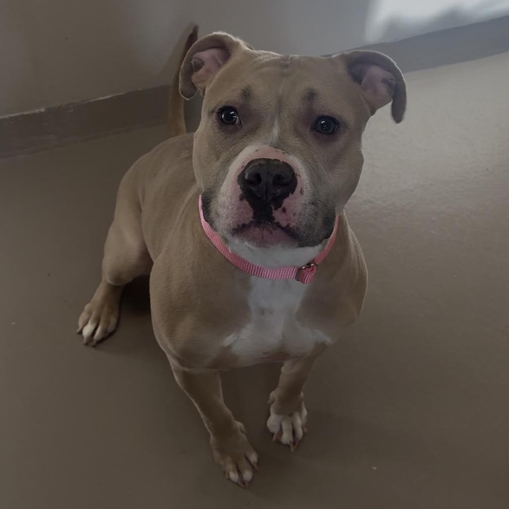 Zoy, Adoptable, Young Female Boxer & Mixed Breed.