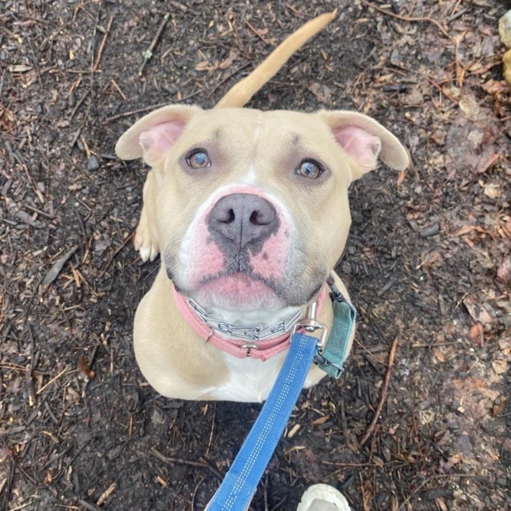 Enlarge Zoy, a Adoptable mixed breed in Easton, PA image 2/4