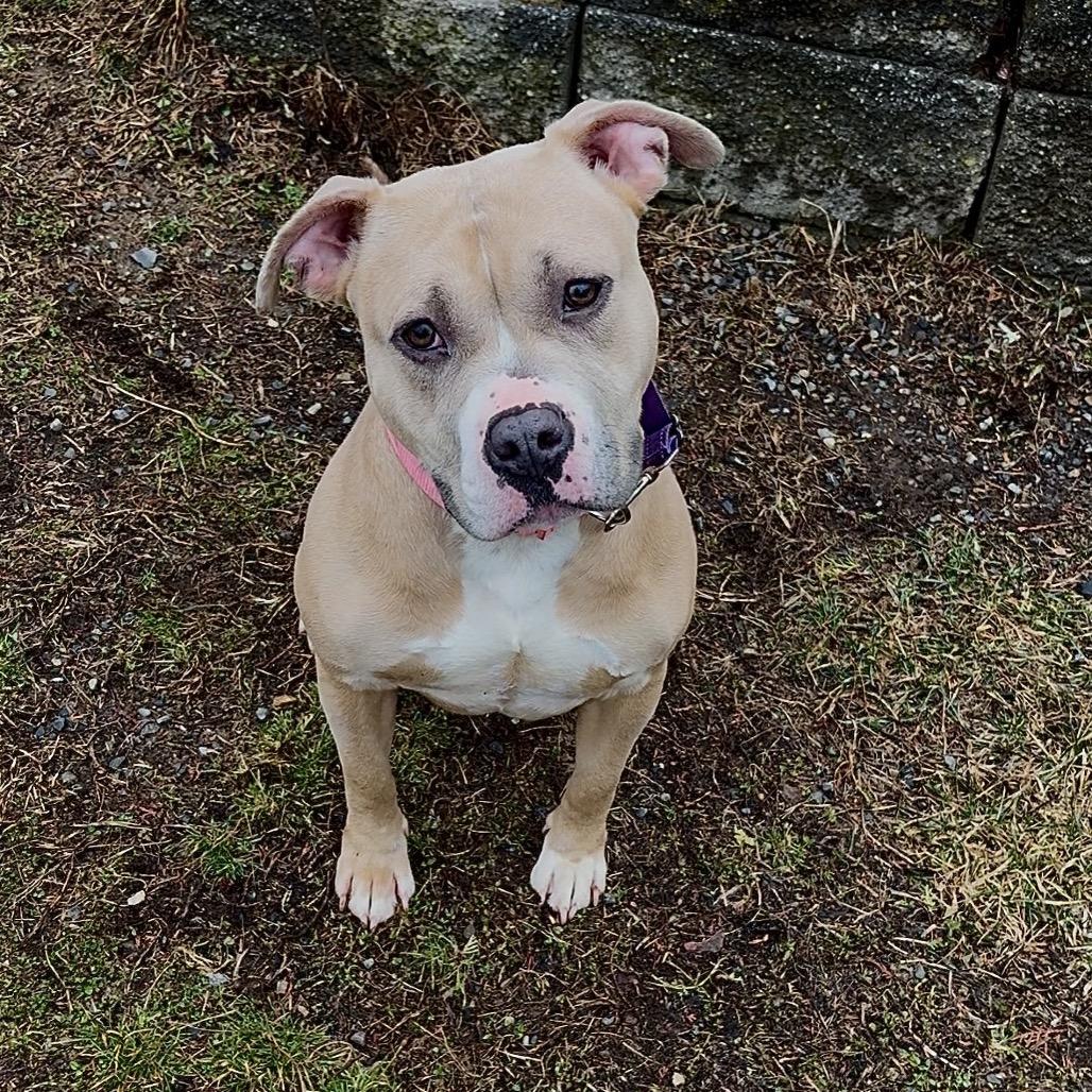 Enlarge Zoy, a Adoptable mixed breed in Easton, PA image 3/4