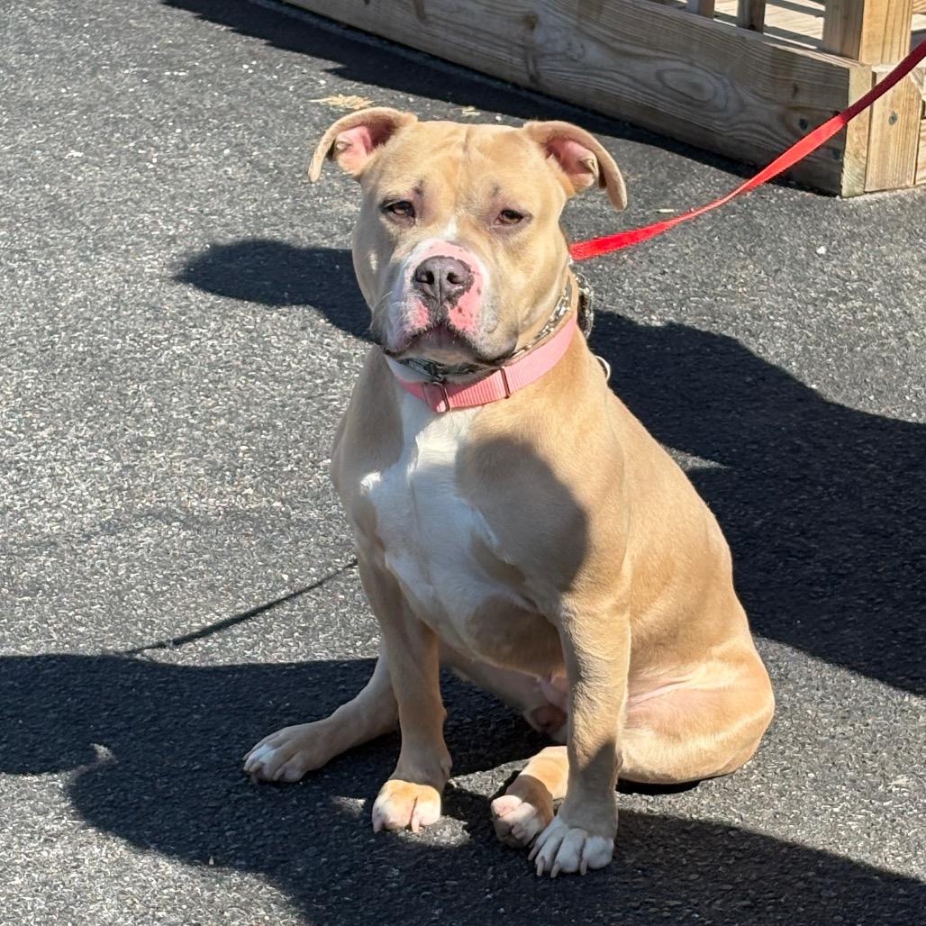Enlarge Zoy, a Adoptable mixed breed in Easton, PA image 4/4