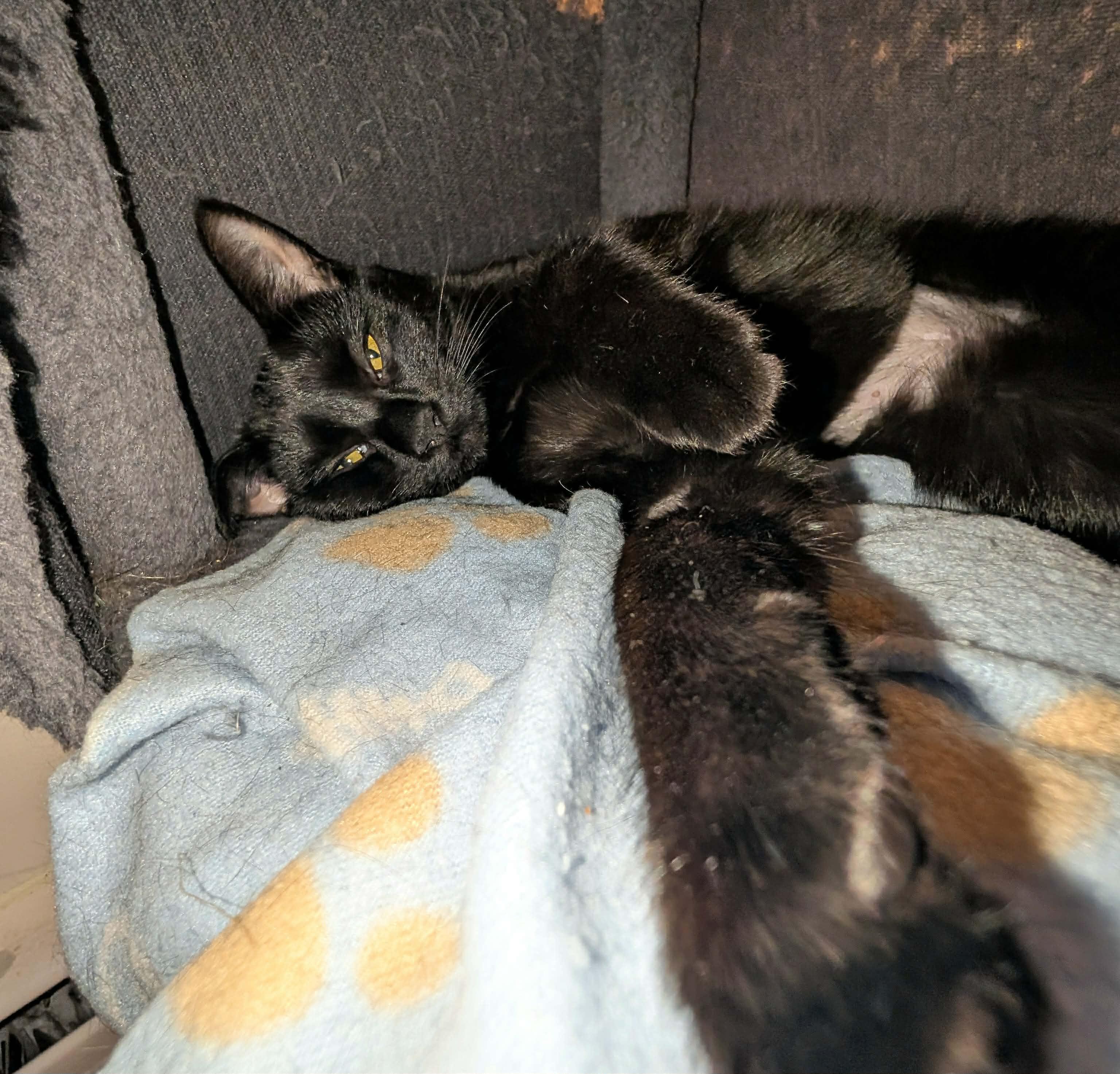 Shakira, ADOPTABLE, Kitten Female Domestic Short Hair.