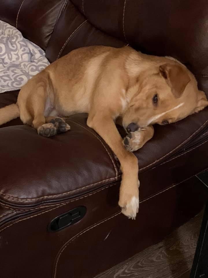 Lucky, a Adoptable mixed breed in Eagleville, TN image 1/6