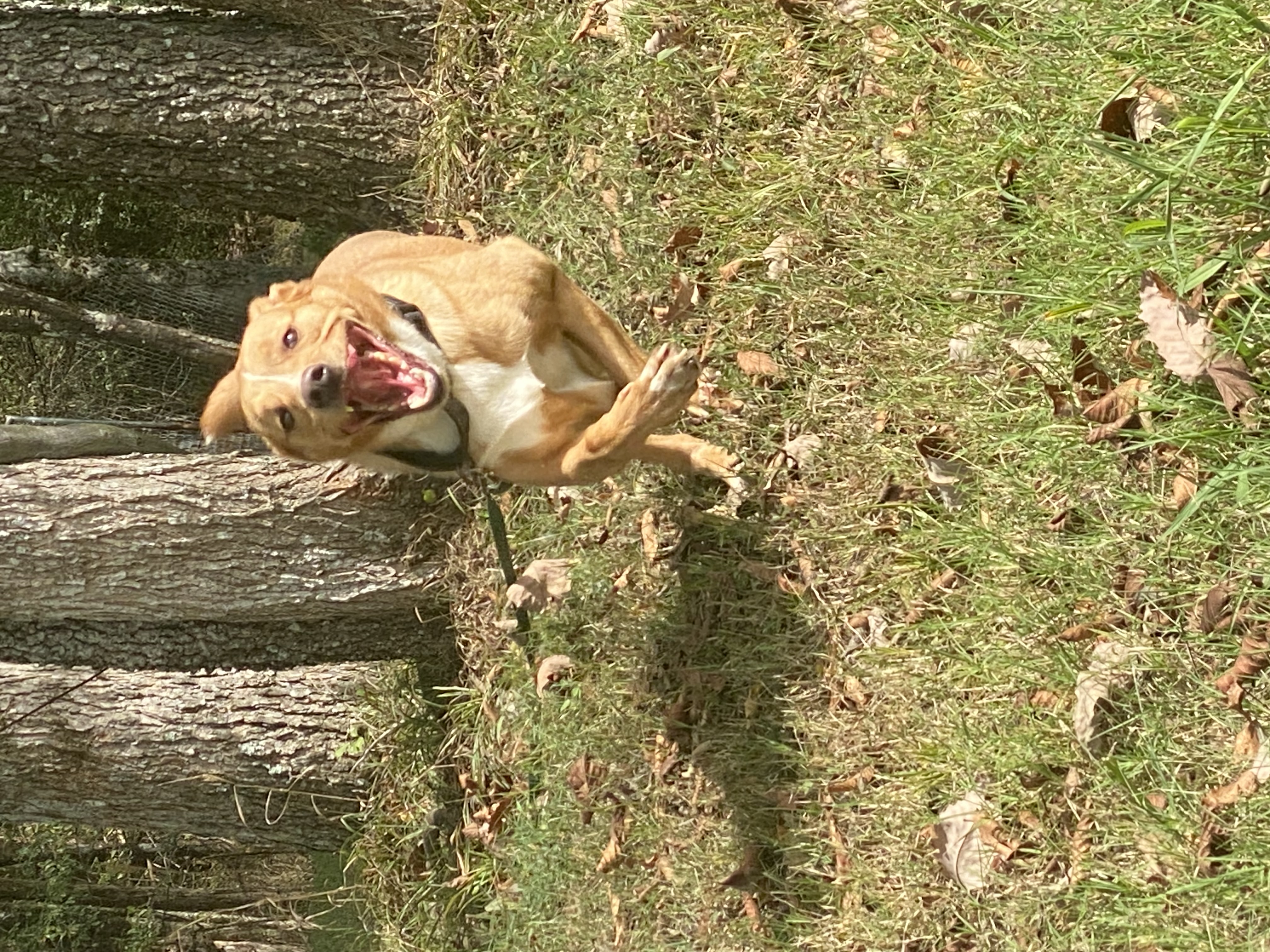 Lucky, a Adoptable mixed breed in Eagleville, TN image 2/6
