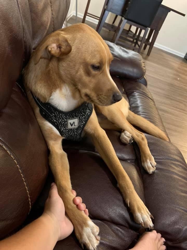 Lucky, a Adoptable mixed breed in Eagleville, TN image 3/6