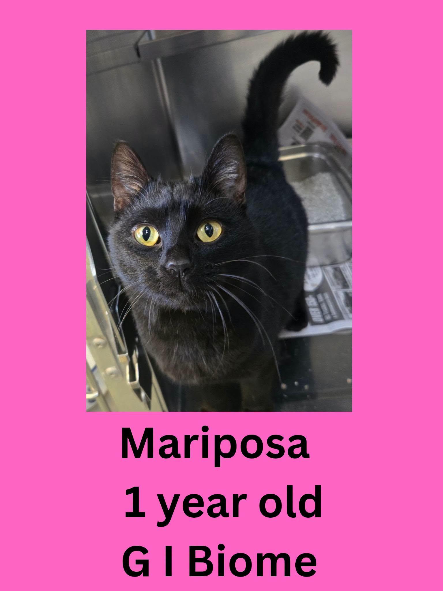 Enlarge Mariposa, a Adoptable Domestic Short Hair in Ravenna, OH image 1/1