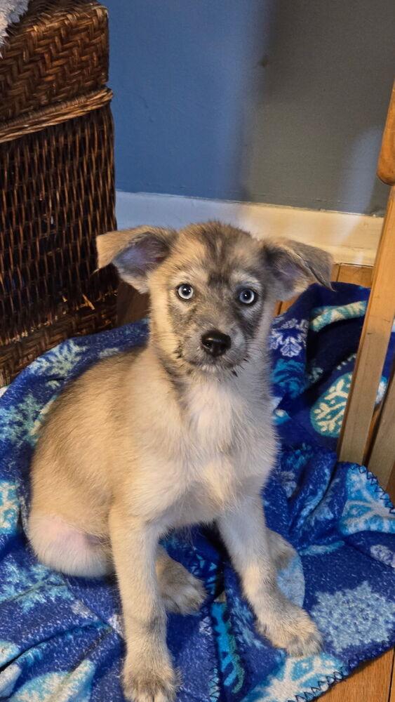 Dixie — thumbnail 3