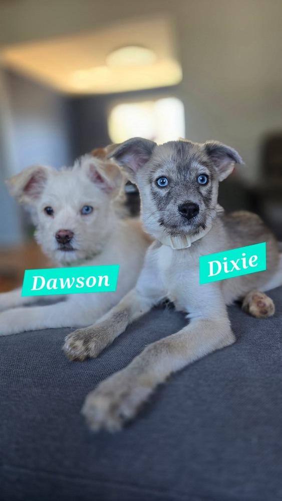 Dixie — thumbnail 4