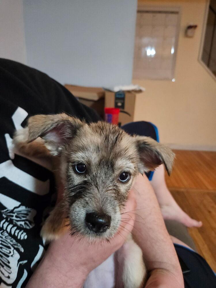 Dixie — thumbnail 5