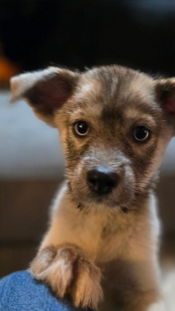 Dixie — thumbnail 6