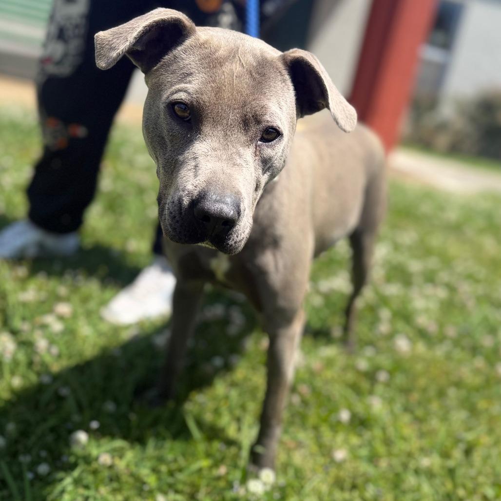 Enlarge Brooklyn, a Adoptable Mixed Breed in Corinth, MS image 1/2