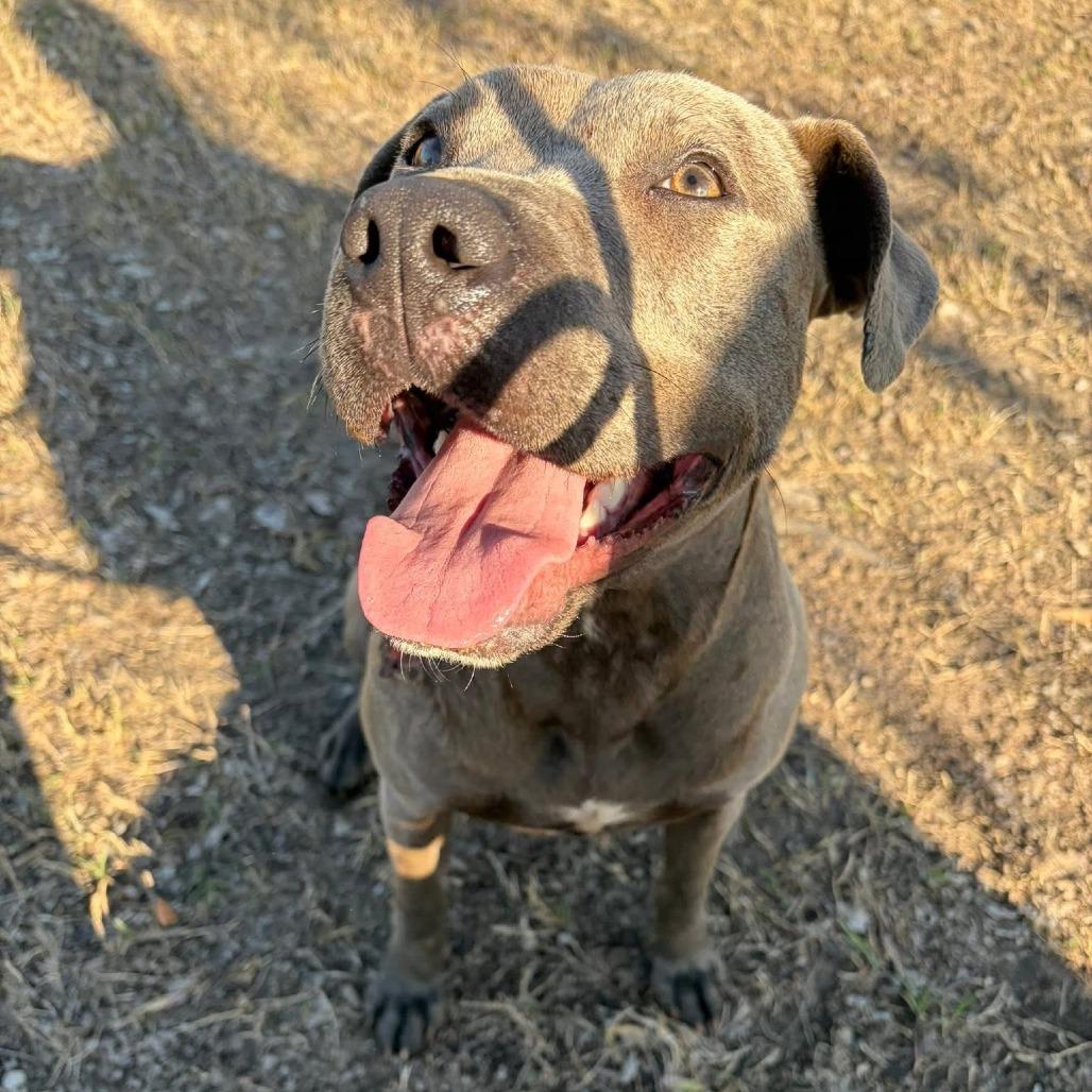 Enlarge Brooklyn, a Adoptable Mixed Breed in Corinth, MS image 2/2