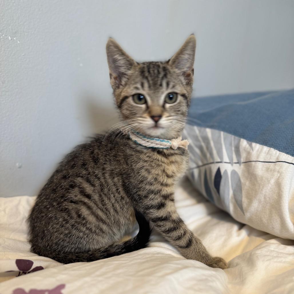 26-34 Scramble, Adoptable, Kitten Male Domestic Short Hair.