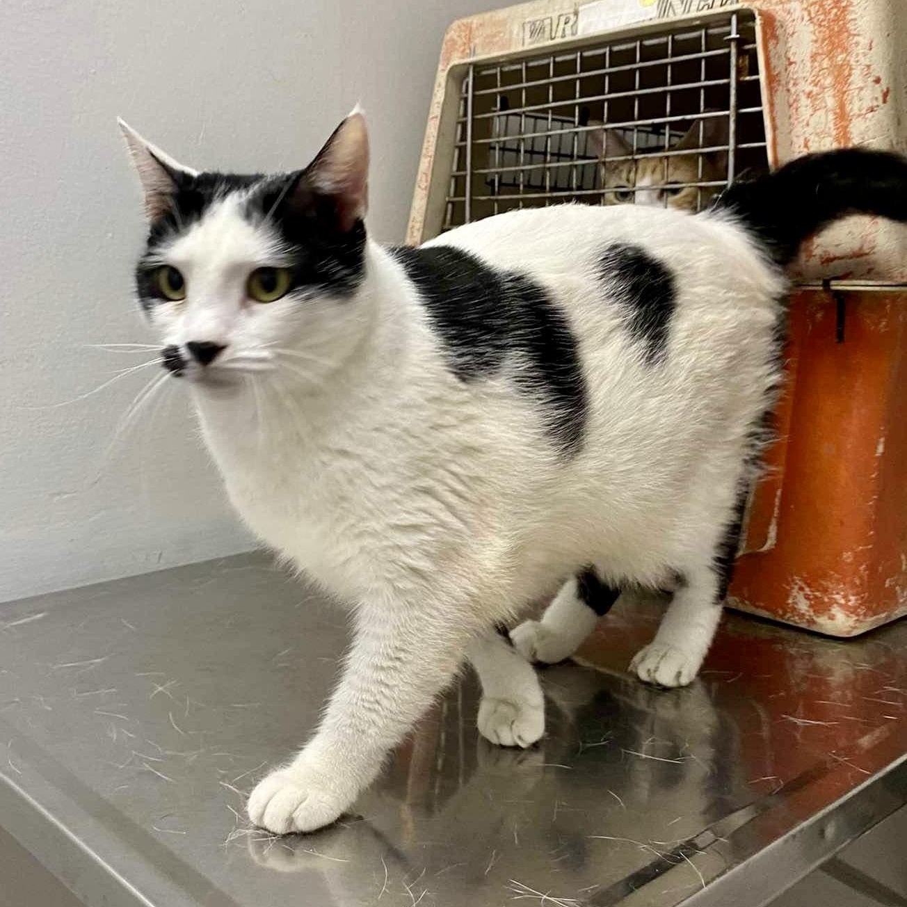 LITTLE LEE, a Adoptable Domestic Short Hair in Villalba, PR image 2/5