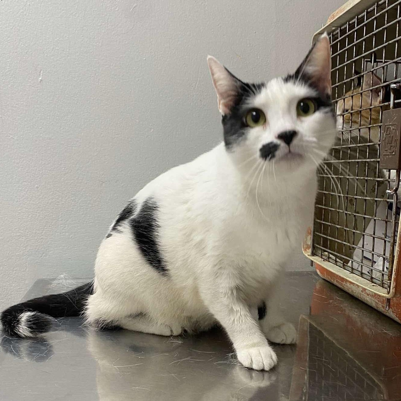 LITTLE LEE, an adoptable Domestic Short Hair in Villalba, PR, 00766 | Photo Image 1