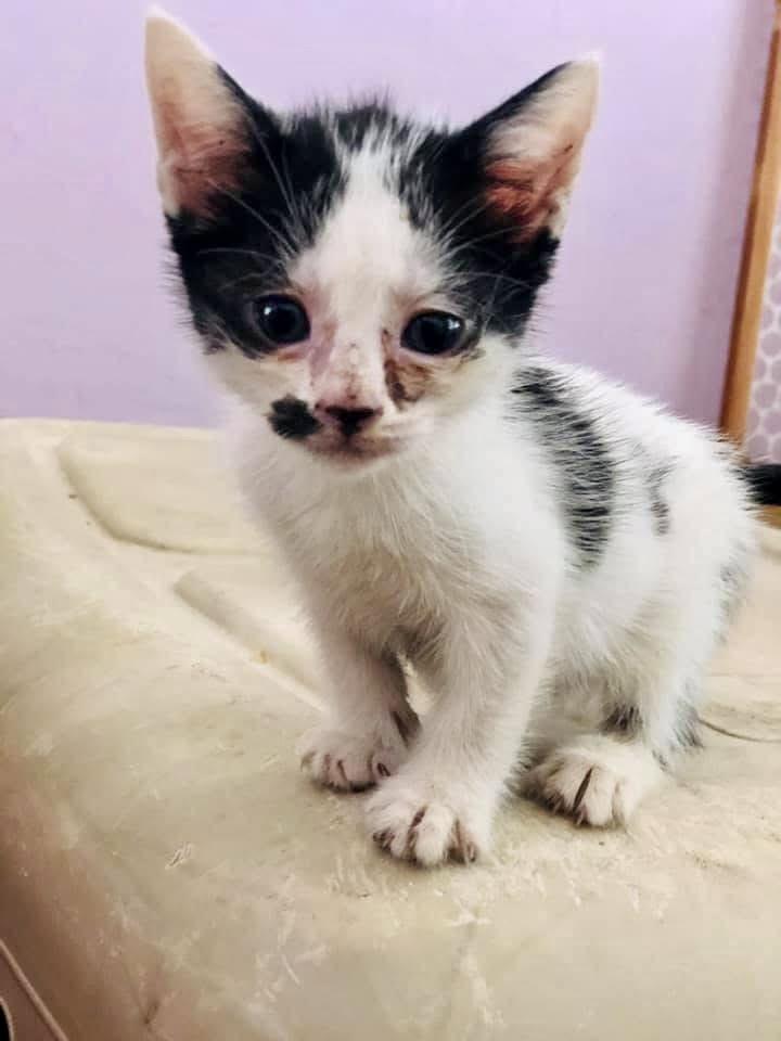 LITTLE LEE, a Adoptable Domestic Short Hair in Villalba, PR image 5/5