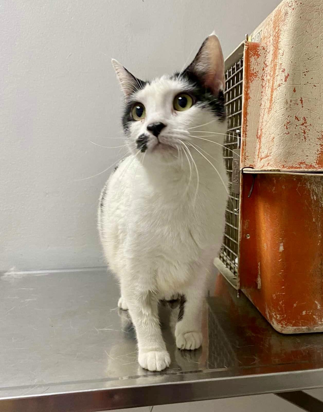 LITTLE LEE, a Adoptable Domestic Short Hair in Villalba, PR image 4/5