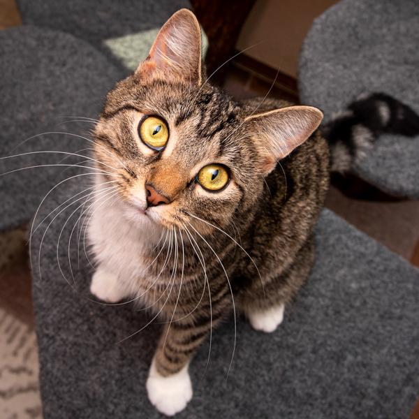 Enlarge Monkey, a Adoptable mixed breed in Des Moines, IA image 1/1
