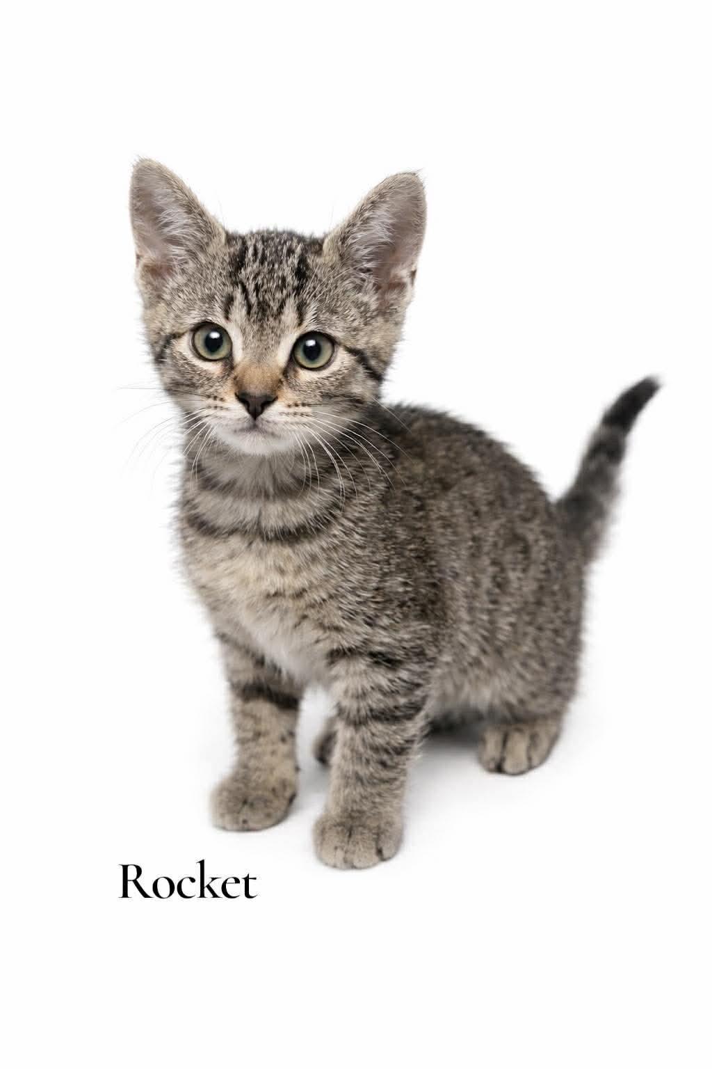 Enlarge Rocket, a Adoptable Domestic Short Hair in Stevensville, MI image 1/1