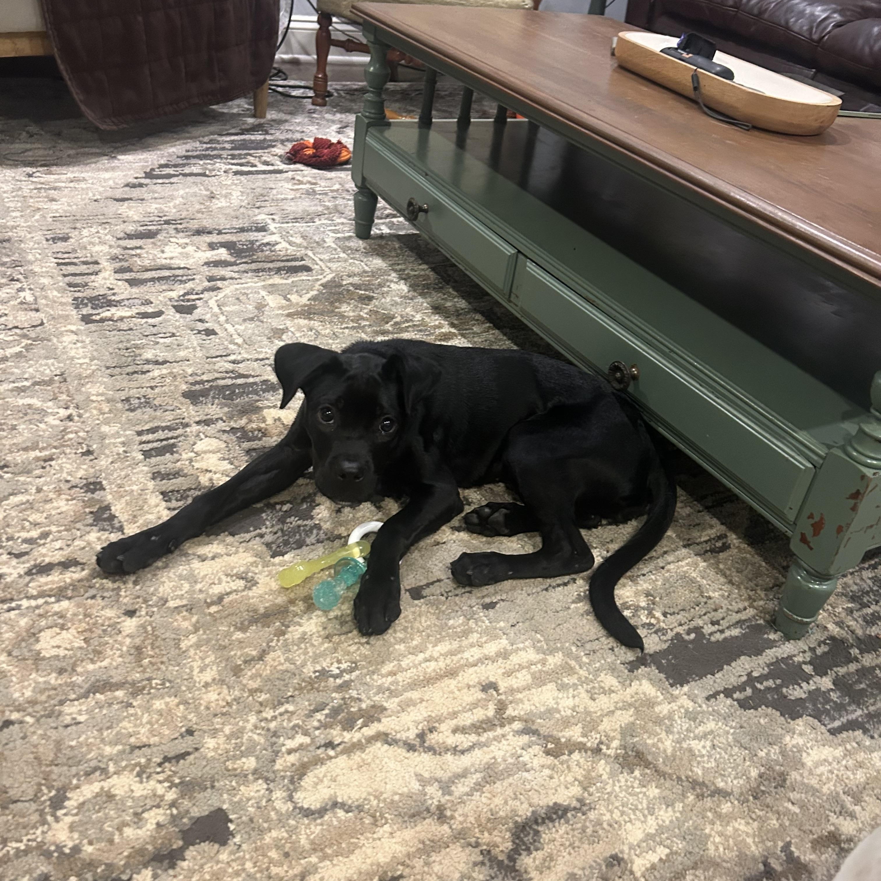 Enlarge Juno, a ADOPTABLE mixed breed in Charlotte, NC image 5/6