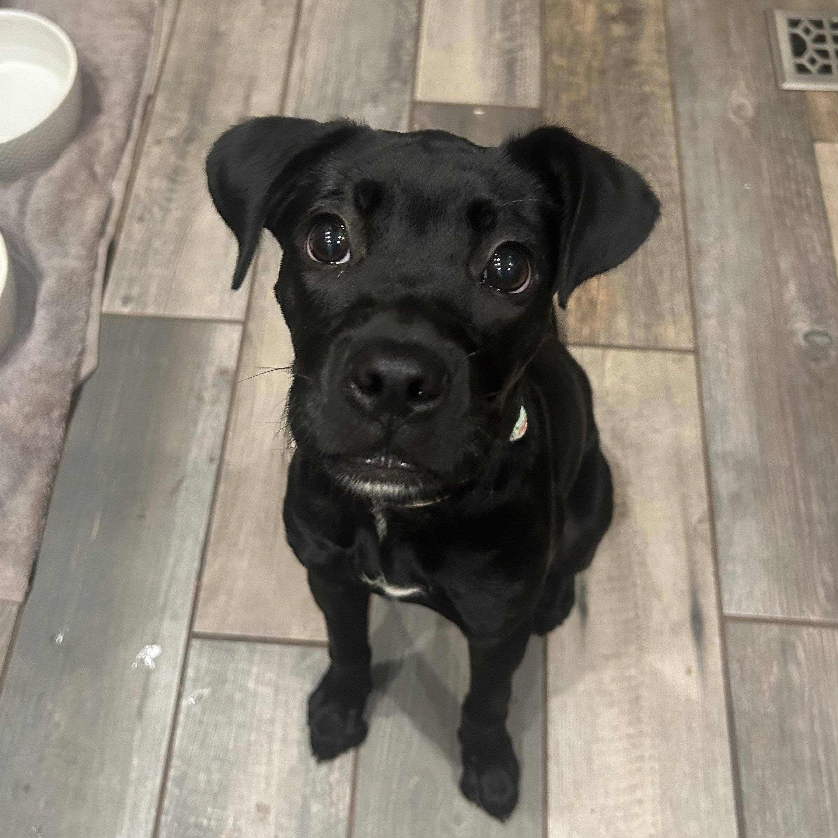Enlarge Juno, a ADOPTABLE mixed breed in Charlotte, NC image 3/6