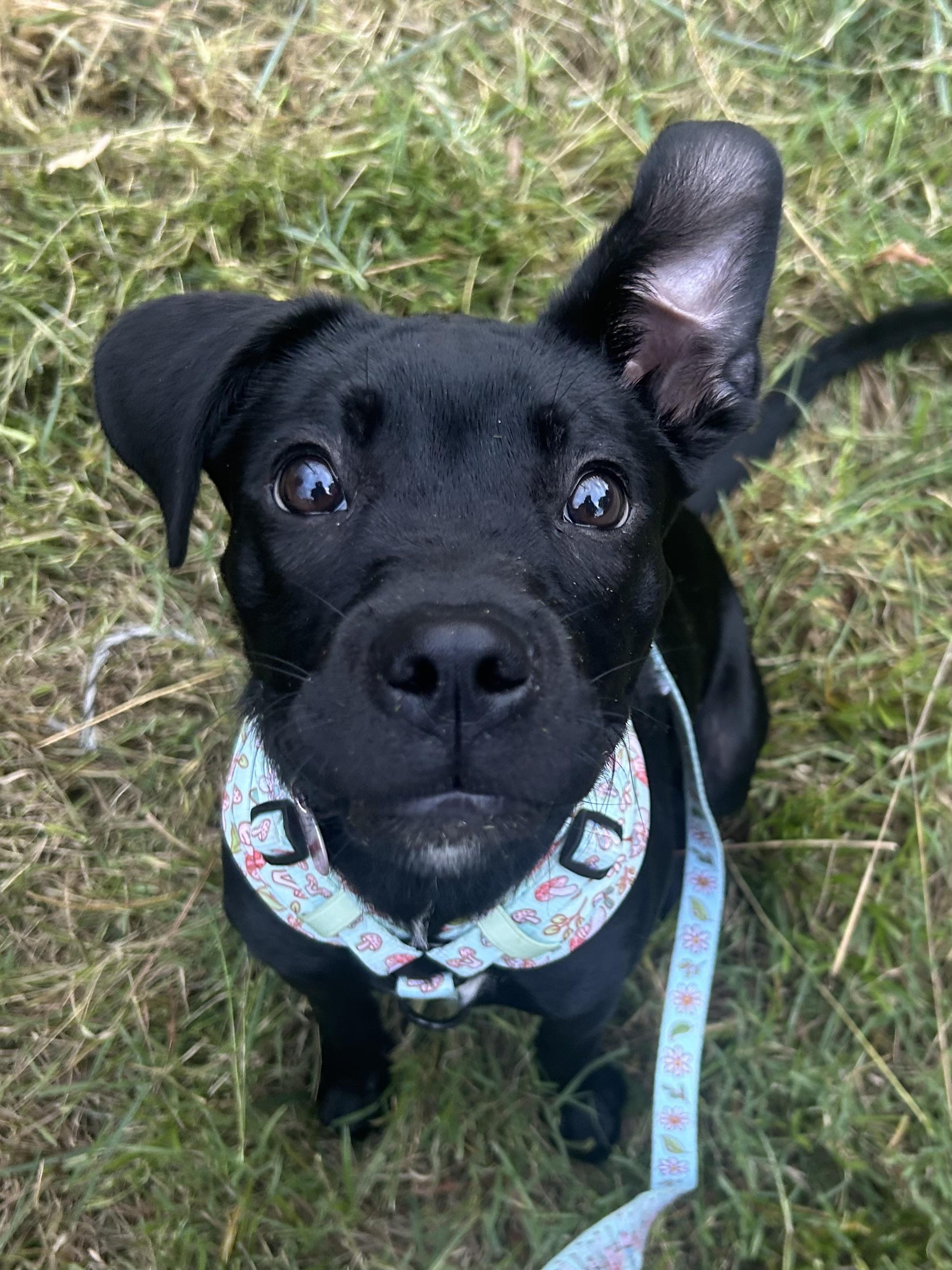 Juno, ADOPTABLE, Puppy Female Labrador Retriever & Boxer.