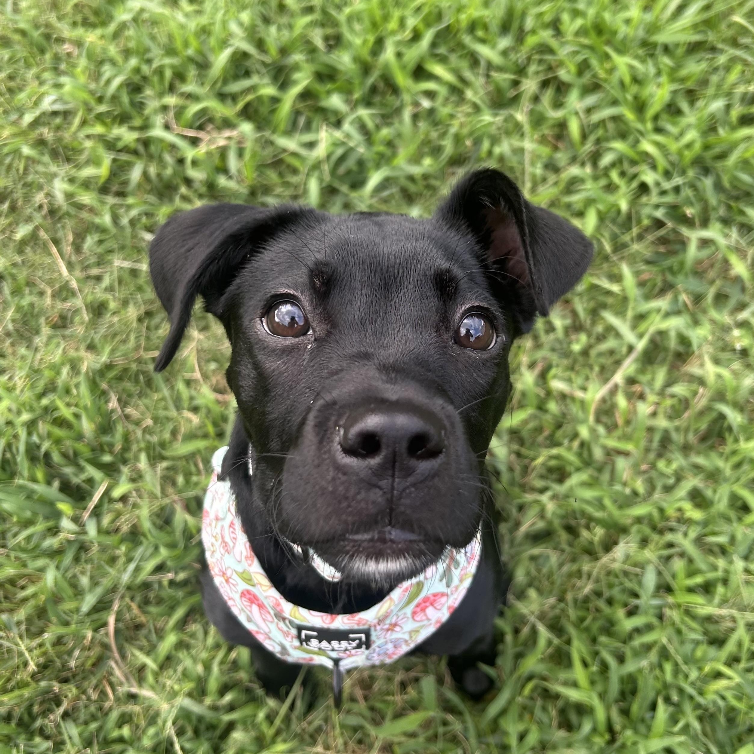Enlarge Juno, a ADOPTABLE mixed breed in Charlotte, NC image 4/6