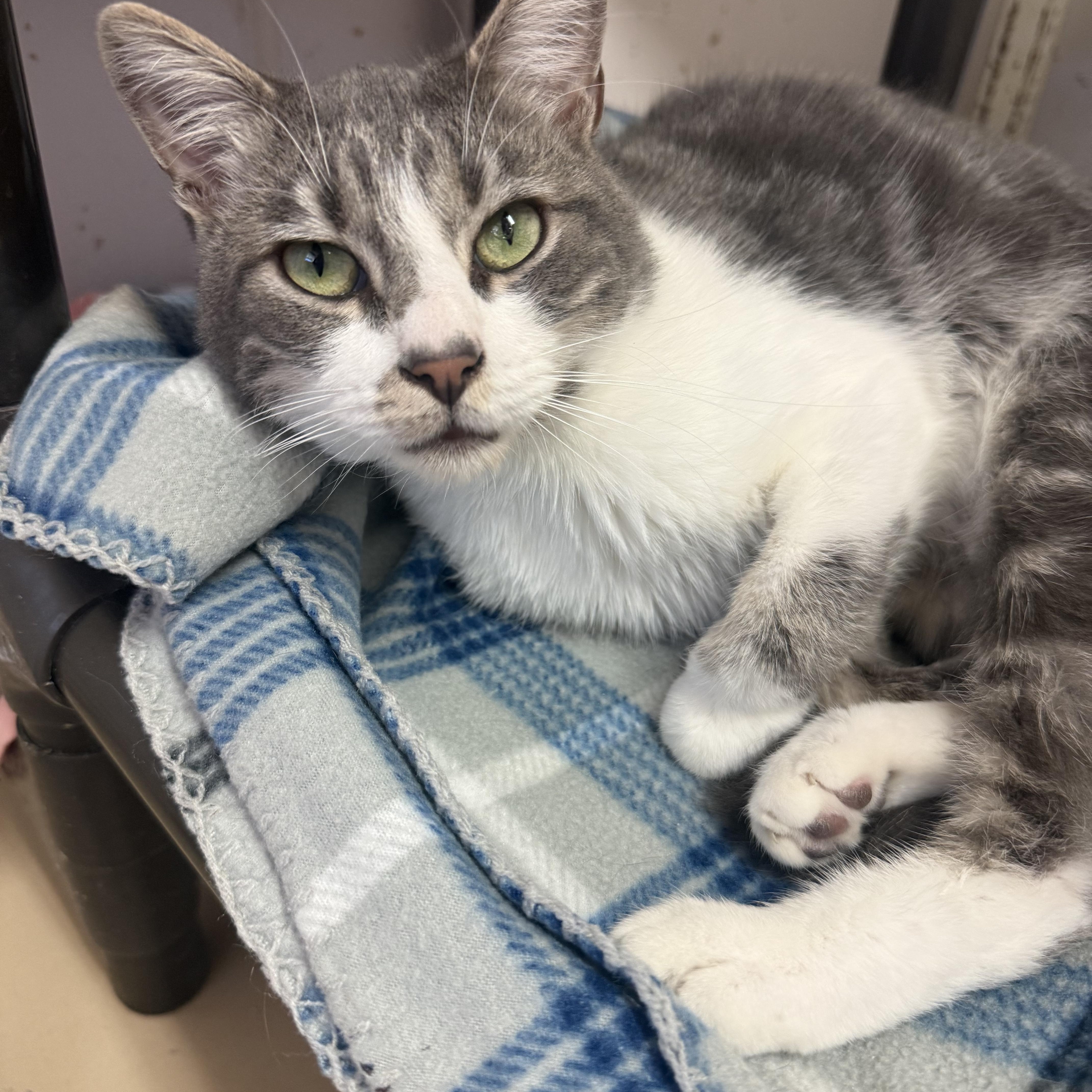 Enlarge ALEX, an adopted Domestic Short Hair in Joshua Tree, CA image 1/2