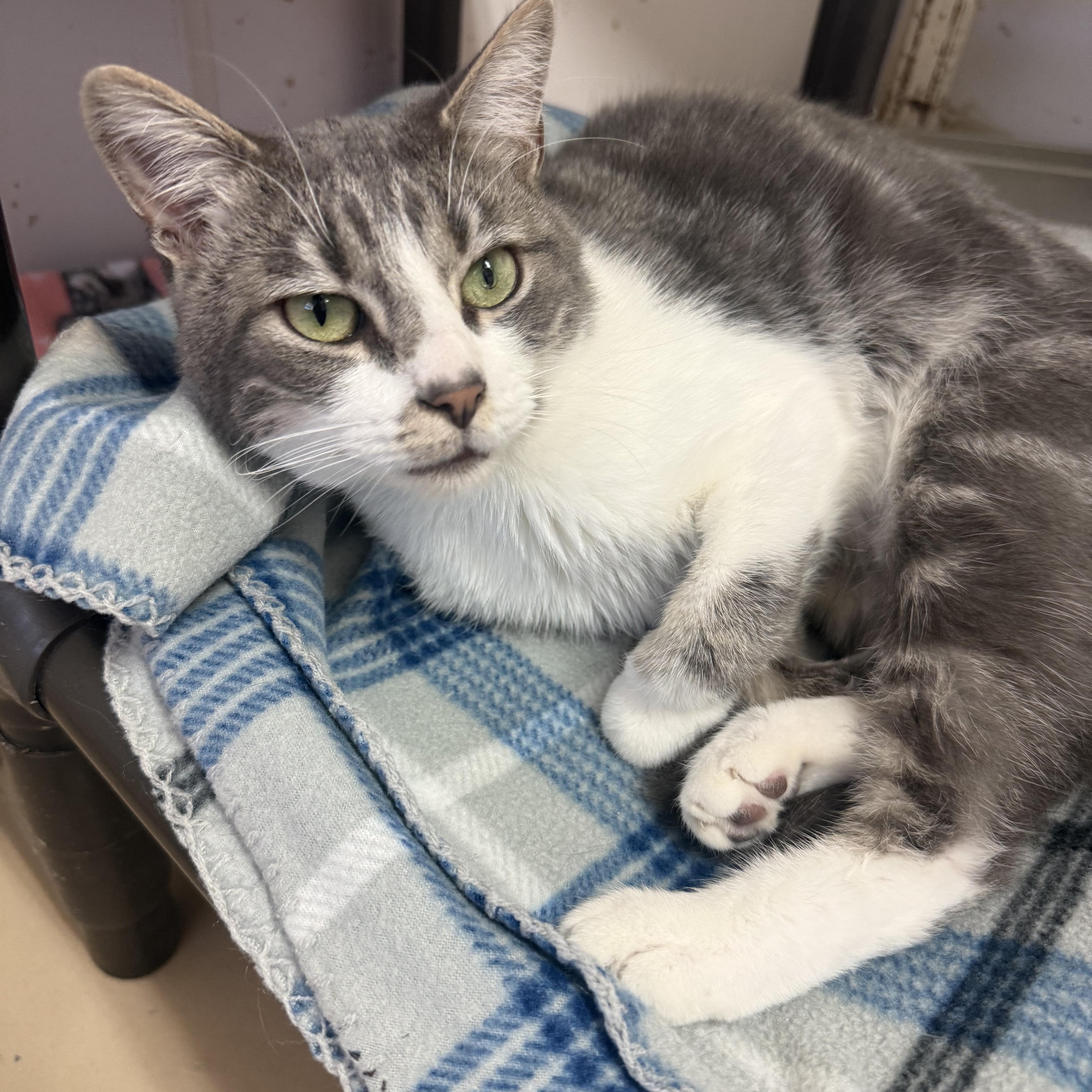 Enlarge ALEX, an adopted Domestic Short Hair in Joshua Tree, CA image 2/2