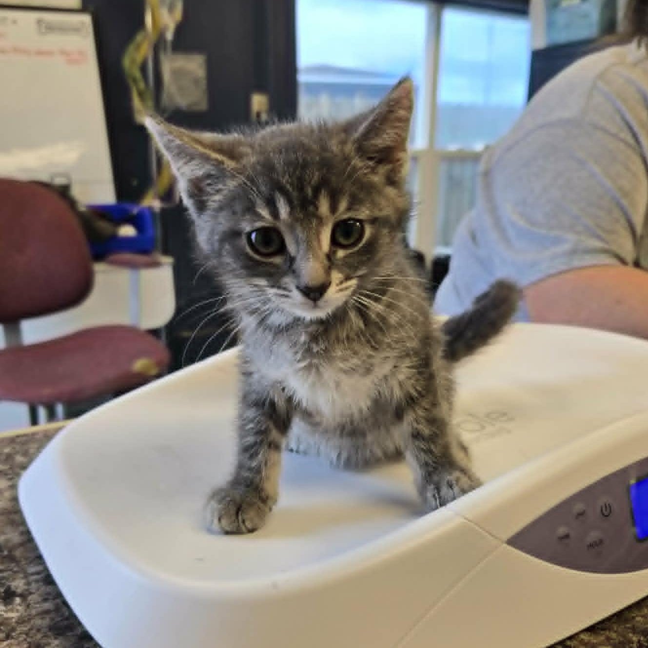Cavy, ADOPTABLE, Kitten Female Domestic Short Hair.