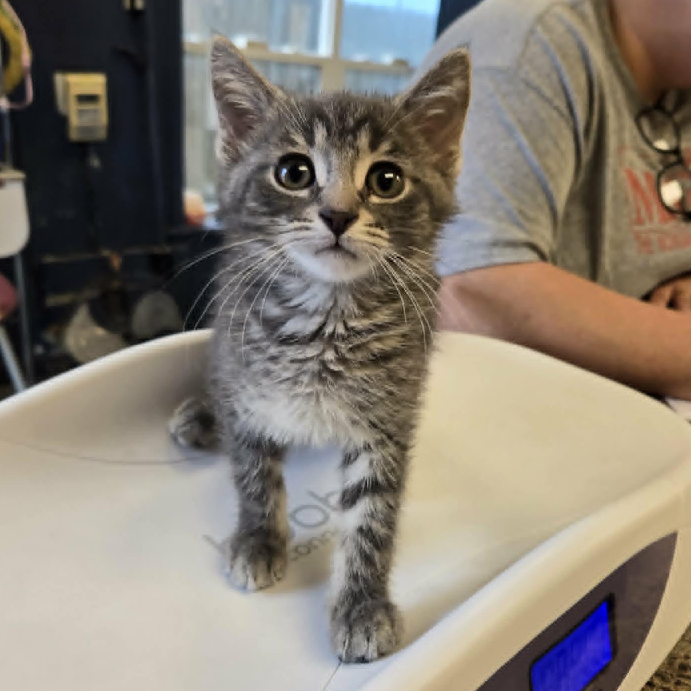 Cavy, a ADOPTABLE Domestic Short Hair in Martinsville, IN image 2/2