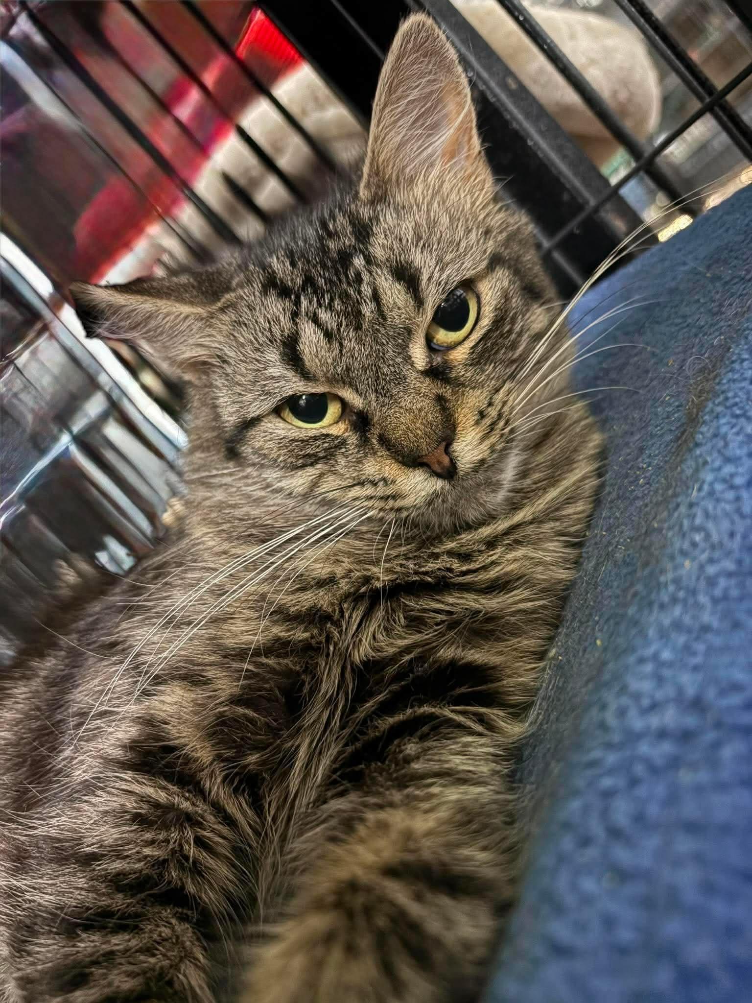 MELODY, a ADOPTABLE Domestic Medium Hair in Tillsonburg, ON image 3/6