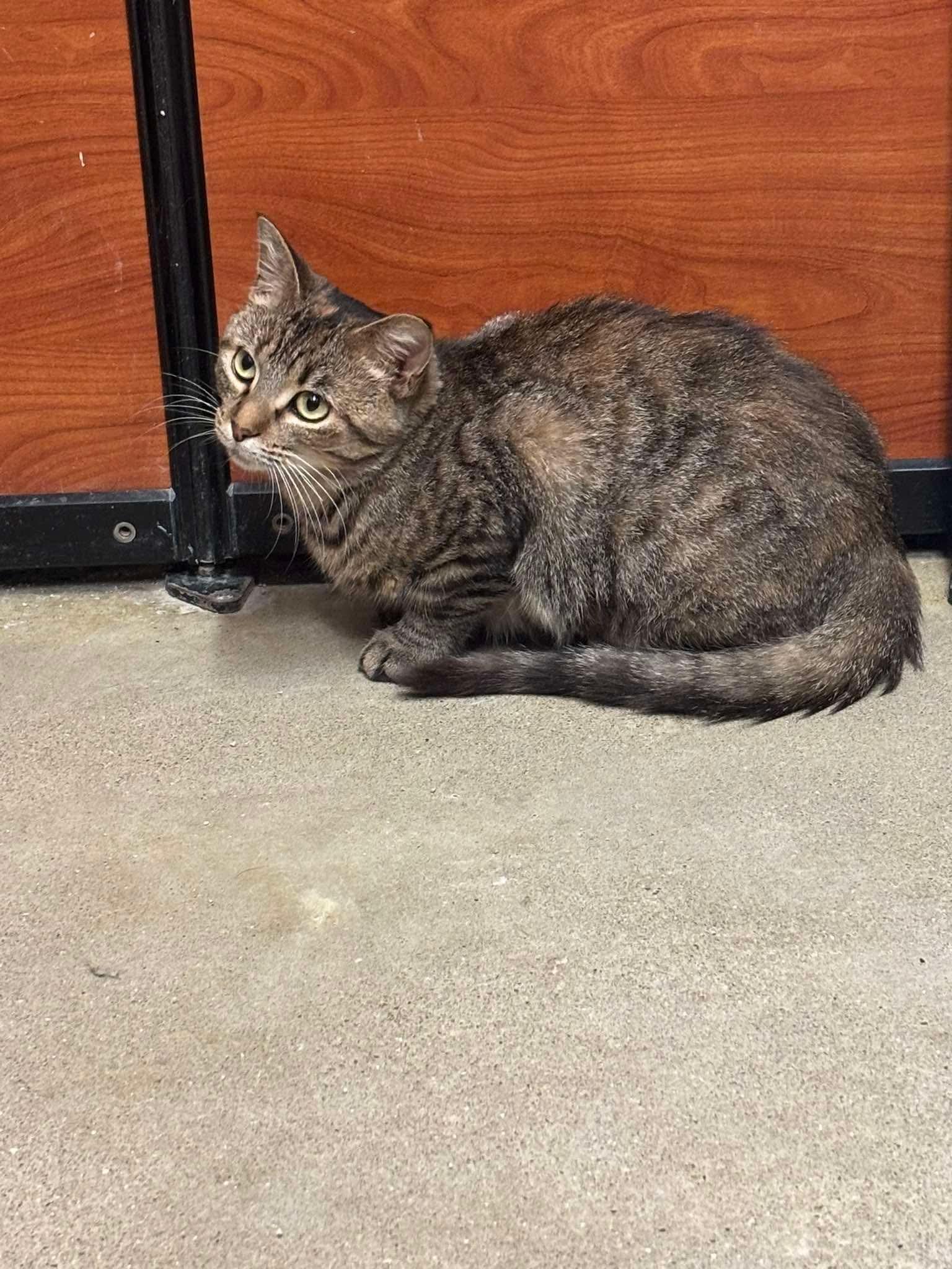 MELODY, a ADOPTABLE Domestic Medium Hair in Tillsonburg, ON image 2/6