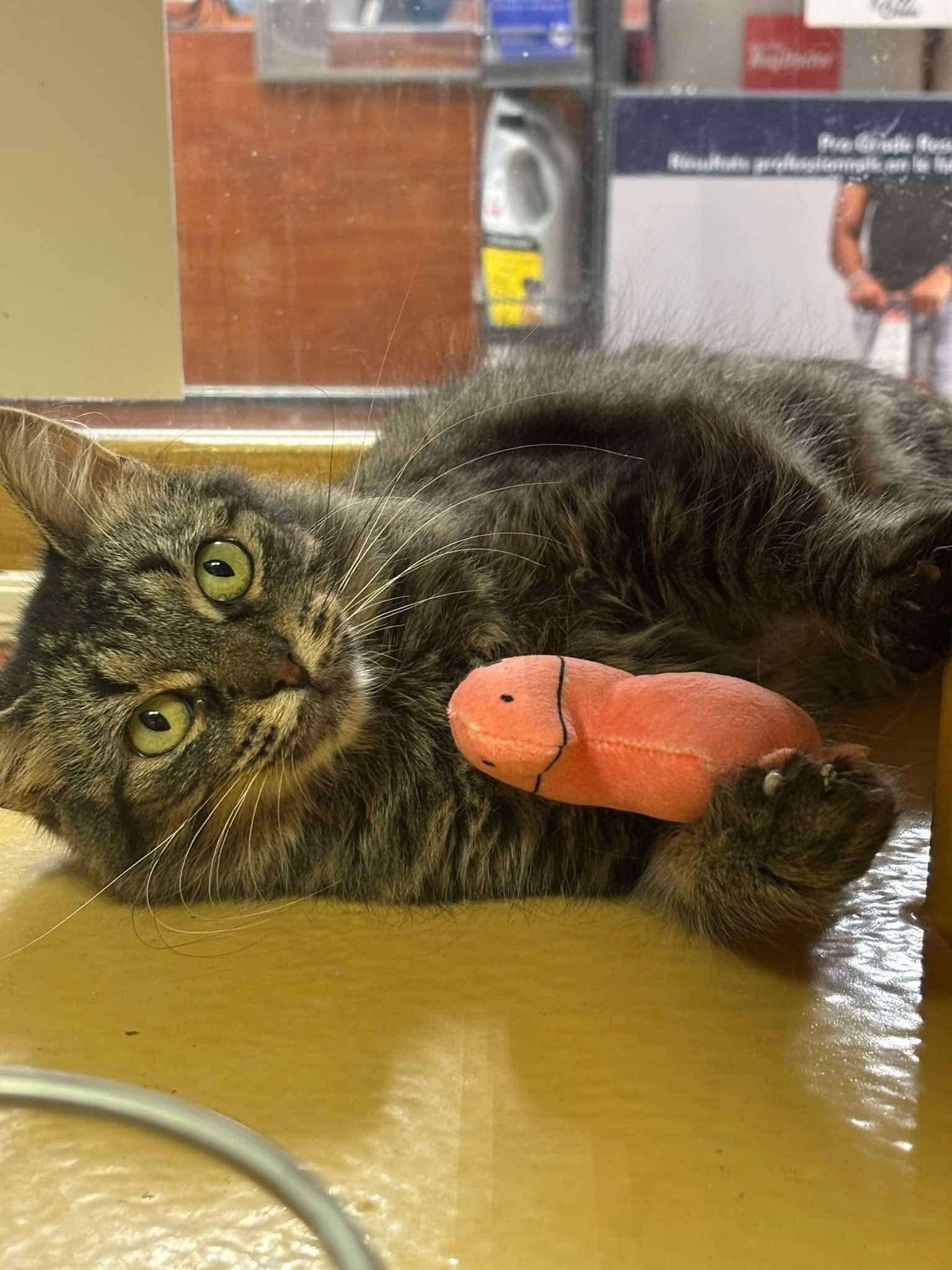 MELODY, a ADOPTABLE Domestic Medium Hair in Tillsonburg, ON image 1/6