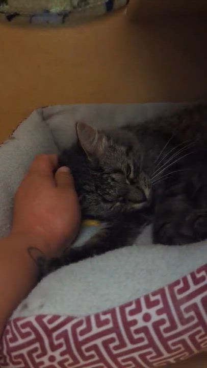 Enlarge MELODY, a ADOPTABLE Domestic Medium Hair in Tillsonburg, ON video 5/6