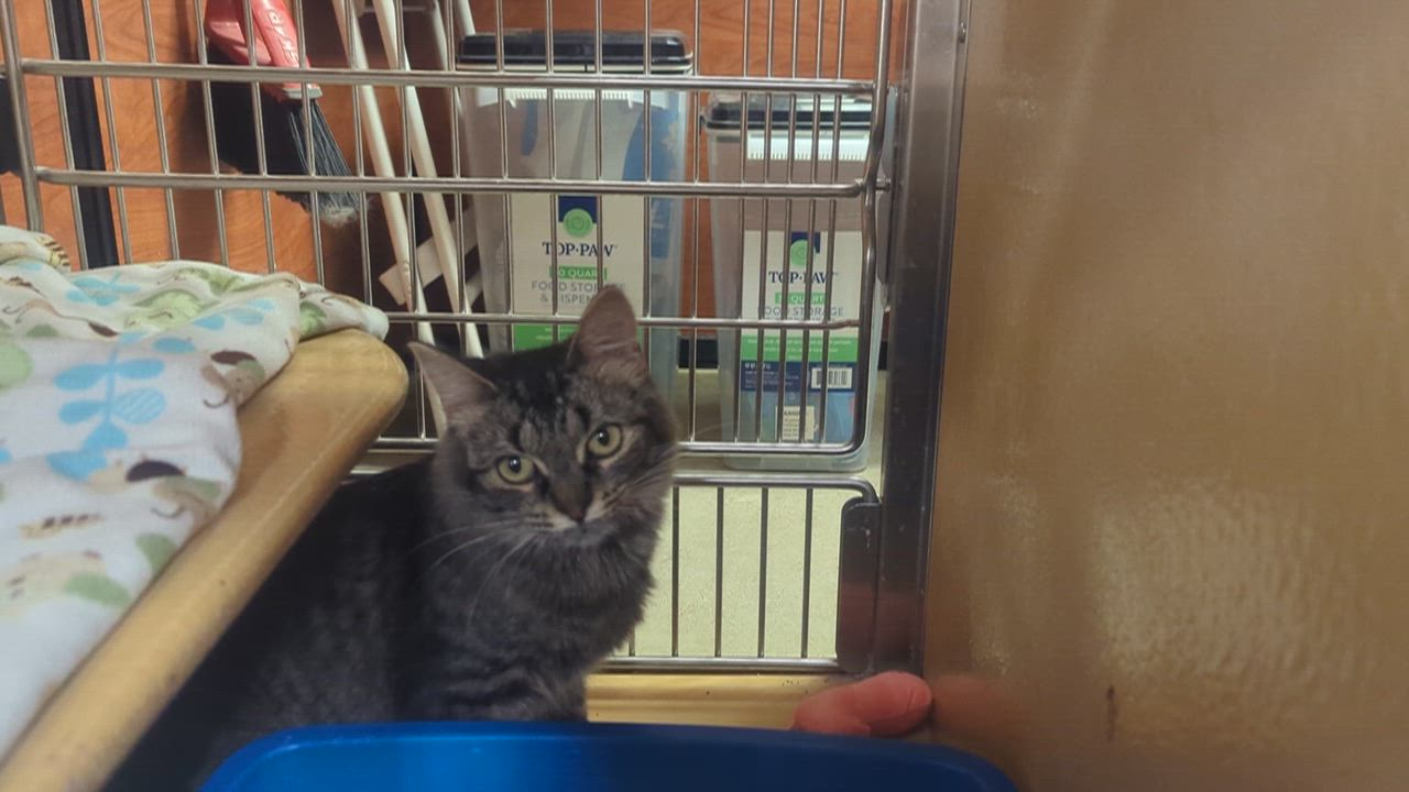 Enlarge MELODY, a ADOPTABLE Domestic Medium Hair in Tillsonburg, ON video 6/6
