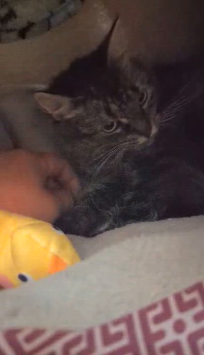 Enlarge MELODY, a ADOPTABLE Domestic Medium Hair in Tillsonburg, ON video 4/6