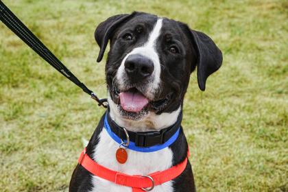 Enlarge Verdugo, a Adoptable mixed breed in Golden Valley, MN image 1/3