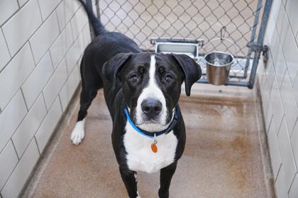 Enlarge Verdugo, a Adoptable mixed breed in Golden Valley, MN image 2/3